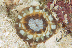 Cynarina lacrymalis