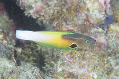 Labropsis alleni