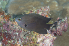 Pomacentrus brachialis
