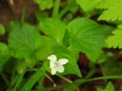 Viola striata