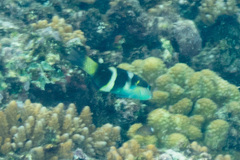 Thalassoma nigrofasciatum