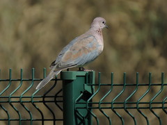 Streptopelia senegalensis senegalensis