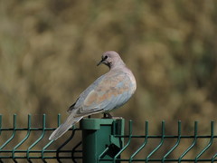 Streptopelia senegalensis senegalensis