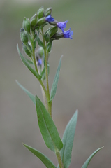 Pulmonaria angustifolia