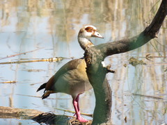 Alopochen aegyptiaca