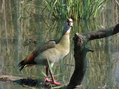 Alopochen aegyptiaca