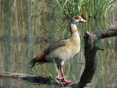 Alopochen aegyptiaca