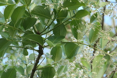 Lagerstroemia microcarpa, photograph (c) Dinesh Valke, some rights reserved (CC BY-SA)