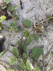 Okenia hypogaea