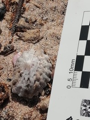 Crucibulum scutellatum