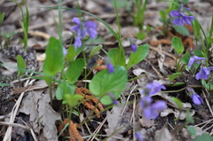 Viola uliginosa