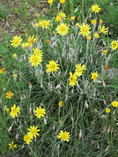 Image of Gelasia cretica by (c) Ronald Flipphi, some rights reserved (CC BY-SA)
