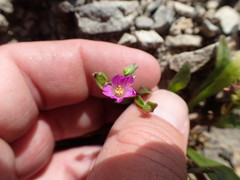 Calandrinia breweri