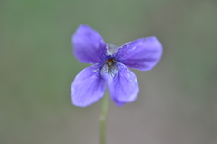 Viola uliginosa