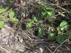 Okenia hypogaea
