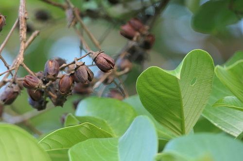 Lagerstroemia microcarpa, photograph 5