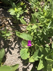 Okenia hypogaea