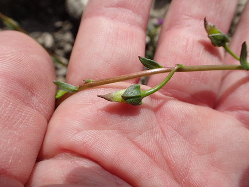 Image of Calandrinia breweri by no rights reserved