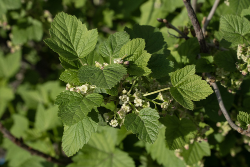 Blackcurrant