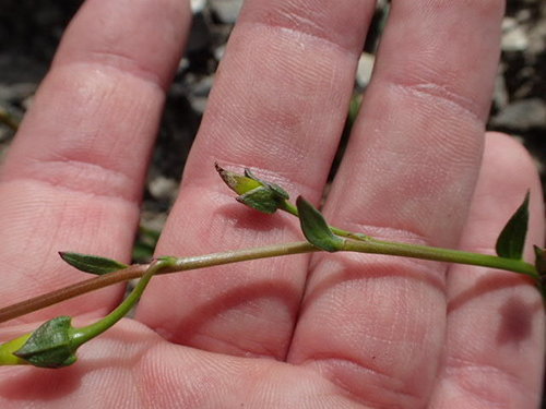 Image of Calandrinia breweri by no rights reserved
