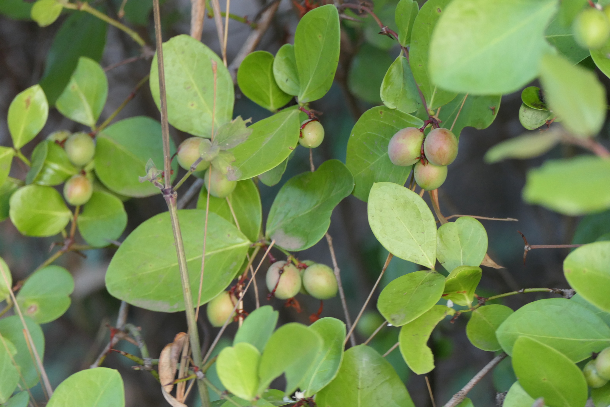 Carissa spinarum L.