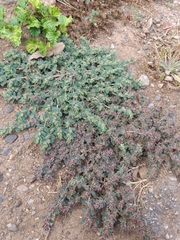 Euphorbia velleriflora