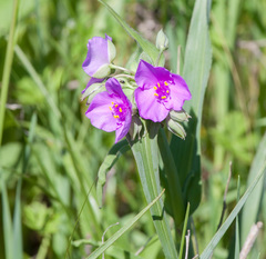 Tradescantia