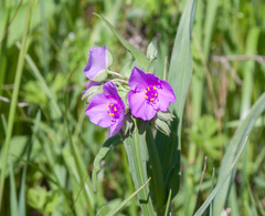 Tradescantia