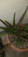 Aloe