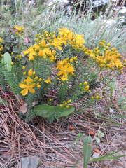 Hypericum empetrifolium