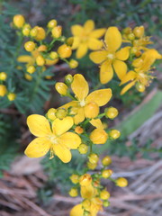 Hypericum empetrifolium