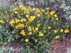 Hypericum empetrifolium