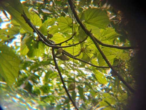 Image of Matisia cordata by (c) Edwin Rivera Millán, some rights reserved (CC BY)
