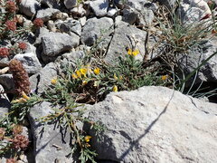 Genista pulchella, photograph David Delon, CC BY, iNaturalist via GBIF