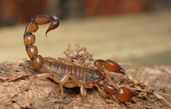 Bothriurus coriaceus