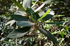 Saurauia madrensis