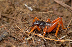 Cratomelus integer