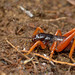 Cratomelus integer - Photo (c) pedro vargas, some rights reserved (CC BY-NC), uploaded by pedro vargas