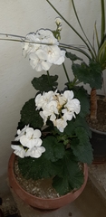 Pelargonium