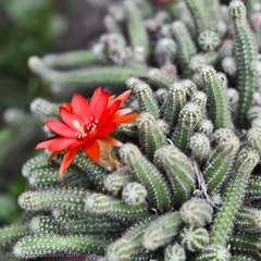 Lobivia silvestrii