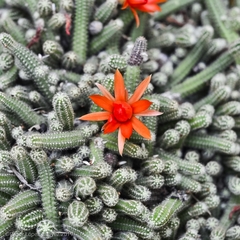 Lobivia silvestrii