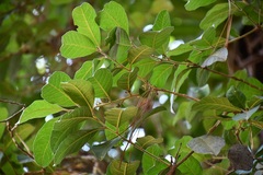 Ilex brandegeeana