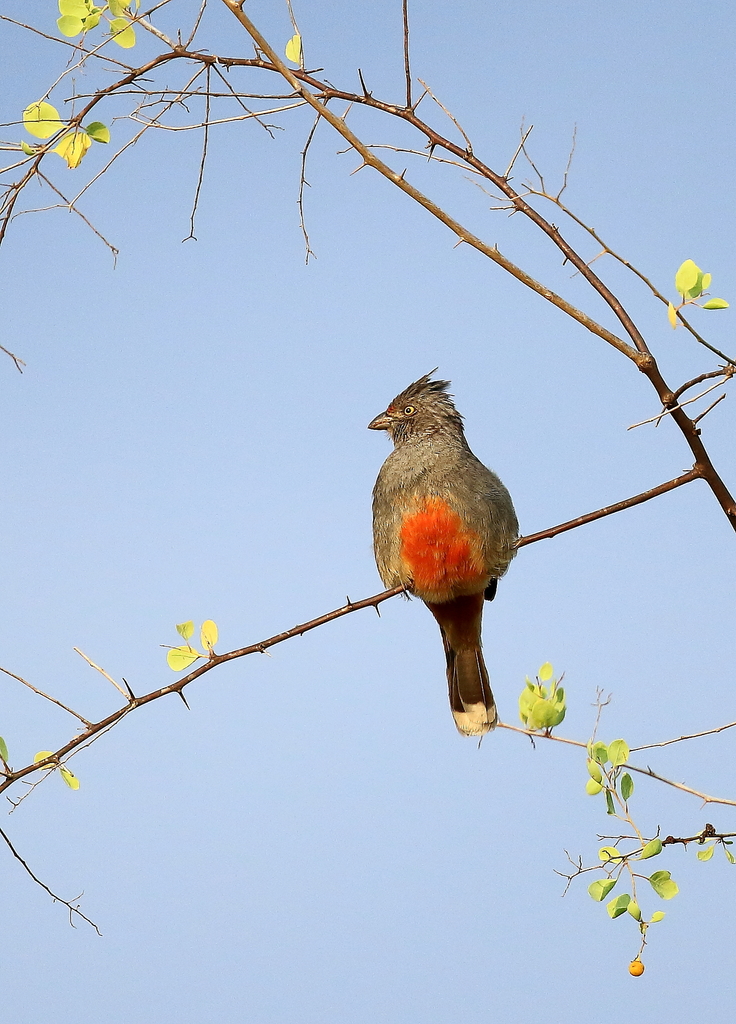 Peruvian Plantcutter photo