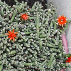 Lobivia silvestrii
