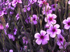 Geranium maderense