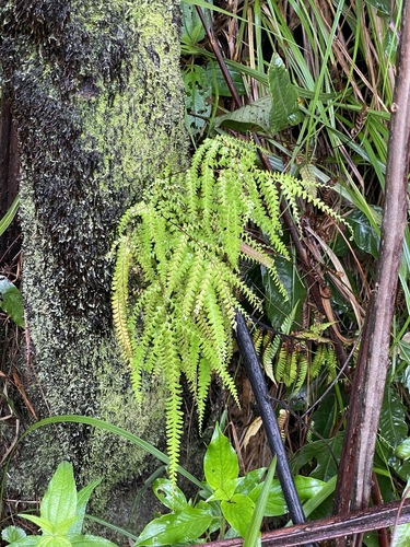Lindsaea regularis observed 2024-05-03