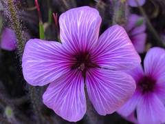 Geranium maderense