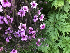 Geranium maderense