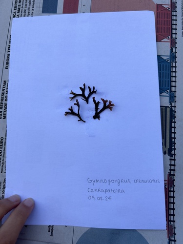 Gymnogongrus crenulatus, 2024-05-09