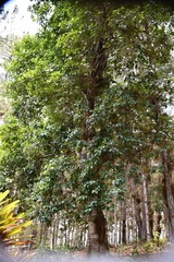 Ilex brandegeeana